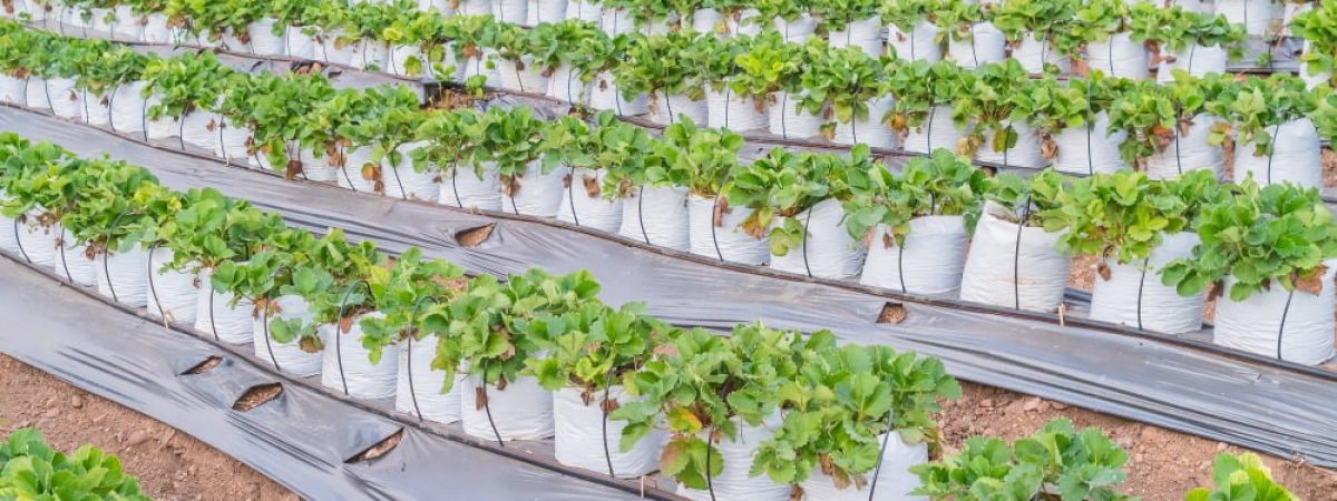 Coir/Cocopeat Growbags